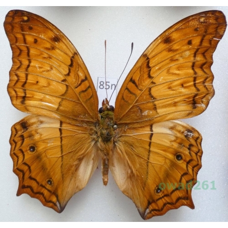 Vindula dejone (Erichson, 1834) Malaysia 67mm85n